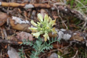 Oxytropis campestris (1200 x 800)